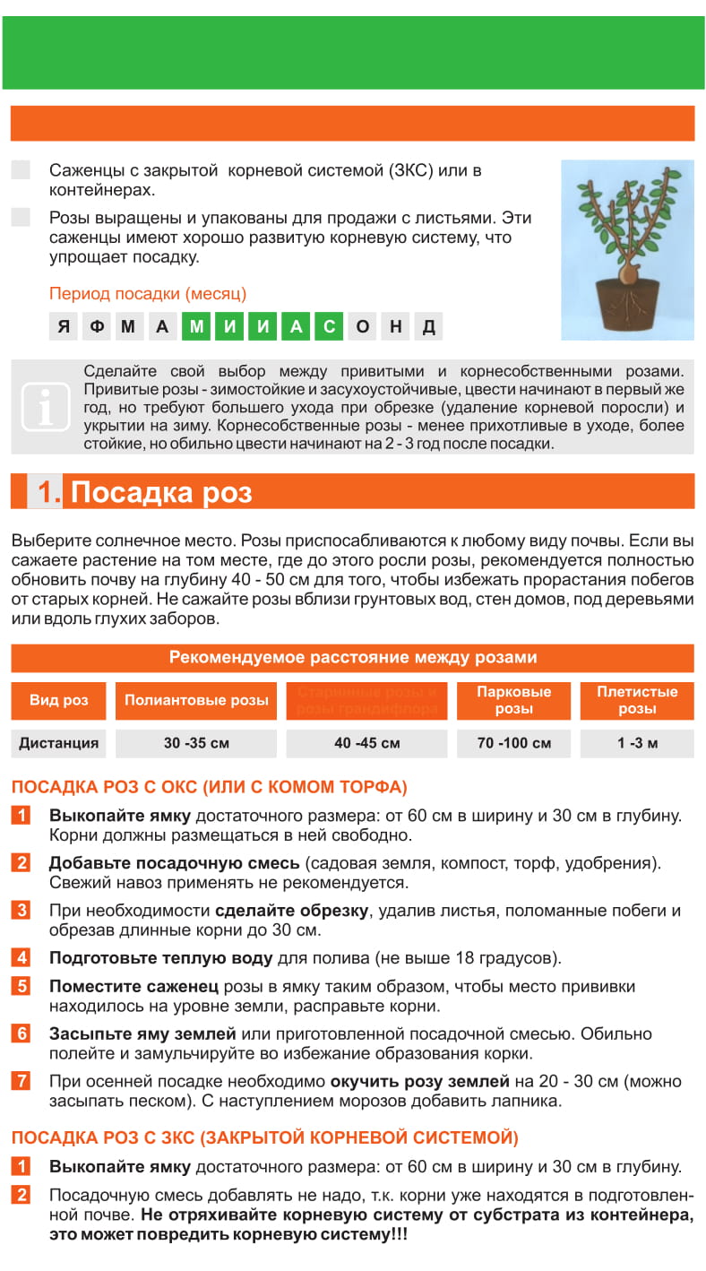 Как правильно выращивать розы. При какой температуре воздуха можно высаживать розы. Уход за розами таблица. Корневая шейка заглублена саженцы. Посадка плетистой розы весной.