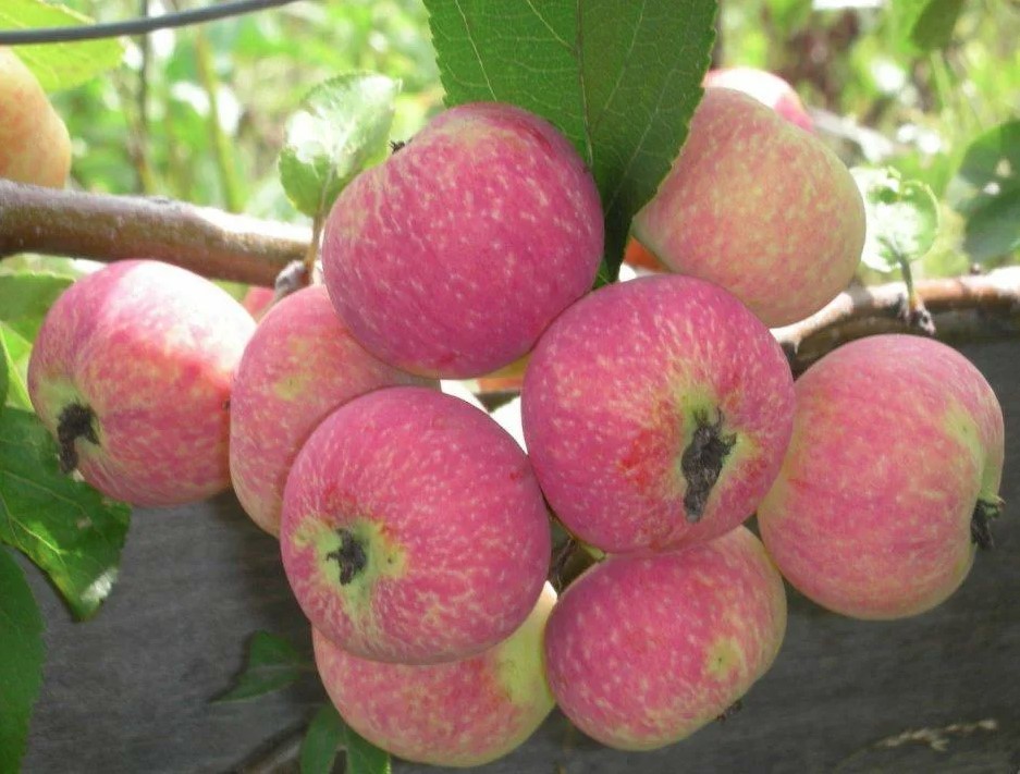 Яблоня жебровское фото и описание