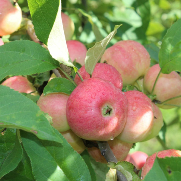Сорт яблони аленушка фото и описание сорта